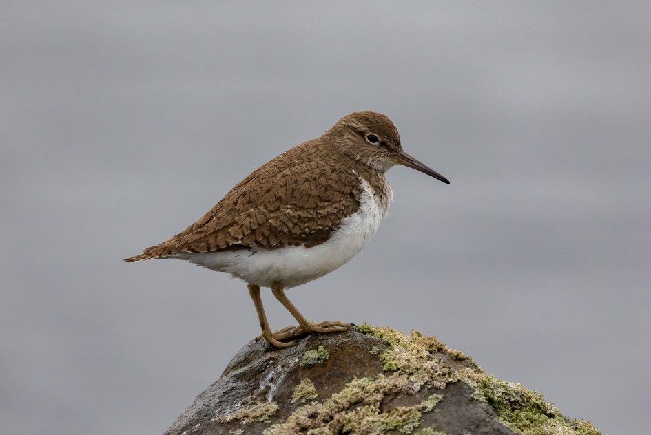 Common Sandpiper, 1/500 sec, f/7.1, 500 mm, ISO 640