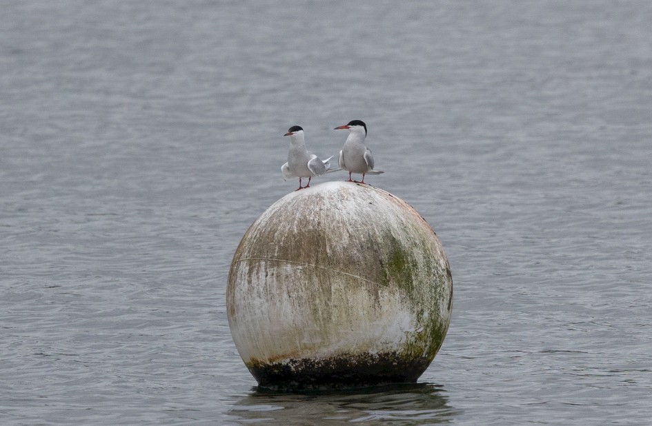 Common Terns, 1/2500 sec, f/7.1, 500 mm, ISO 800