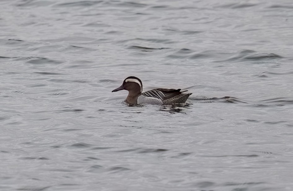 Garganey, 1/500 sec, f/7.1, 500 mm, ISO 160