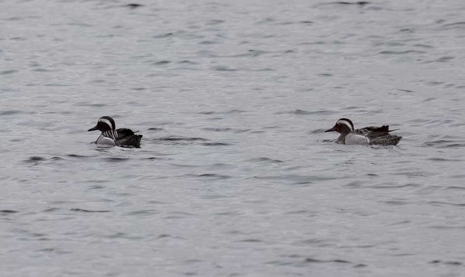Garganey , 1/640 sec, f/6.3, 400 mm, ISO 125