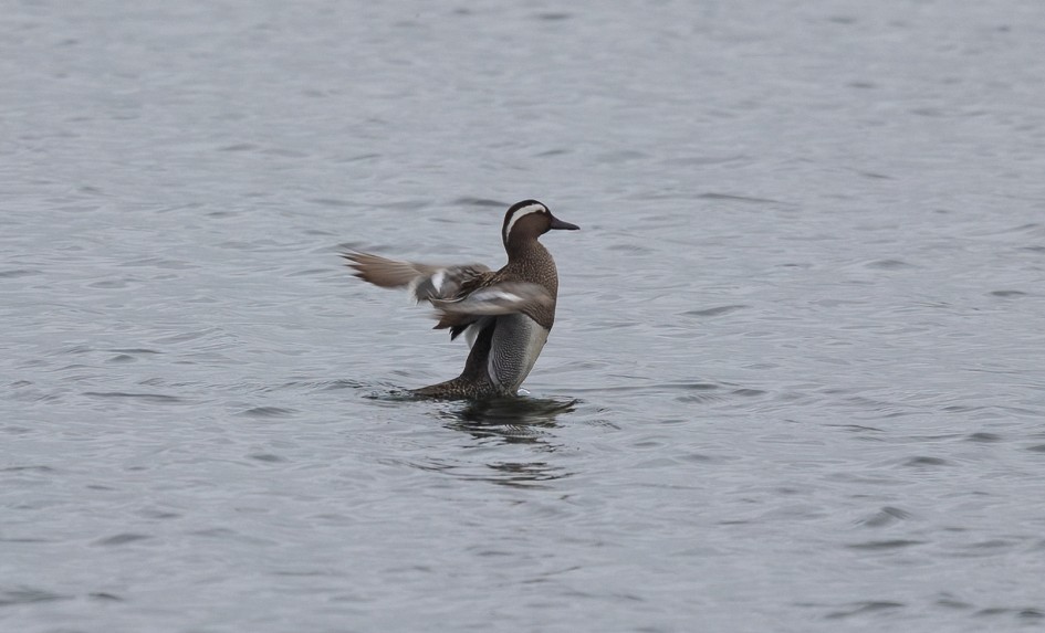 Garganey , 1/500 sec, f/7.1, 500 mm, ISO 250