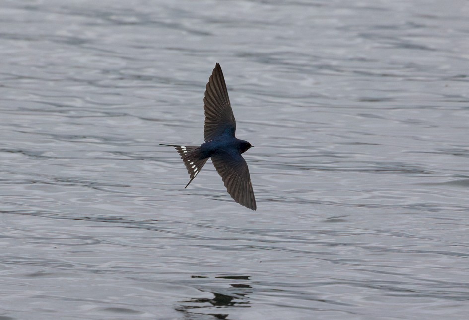 Swallow , 1/2500 sec, f/7.1, 500 mm, ISO 640