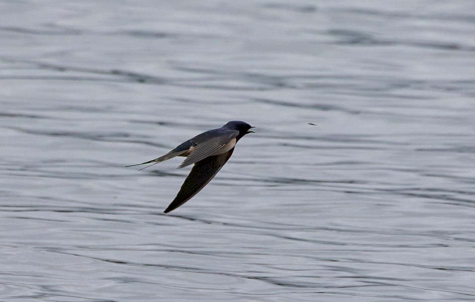 Swallow , 1/2500 sec, f/7.1, 500 mm, ISO 640