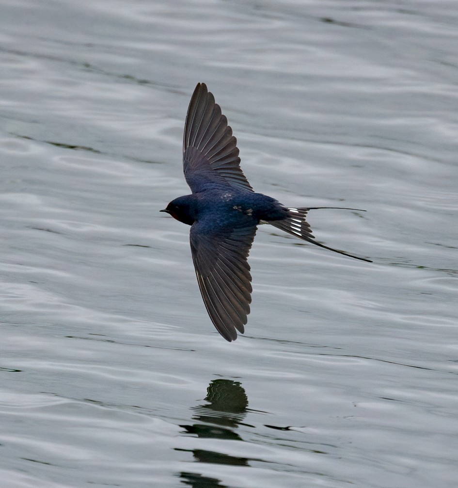 Swallow Portrait, 1/2500 sec, f/7.1, 500 mm, ISO 800