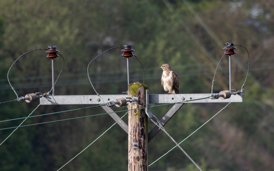 Buzzard, 1/640 sec, f/7.1, 500 mm, ISO 400