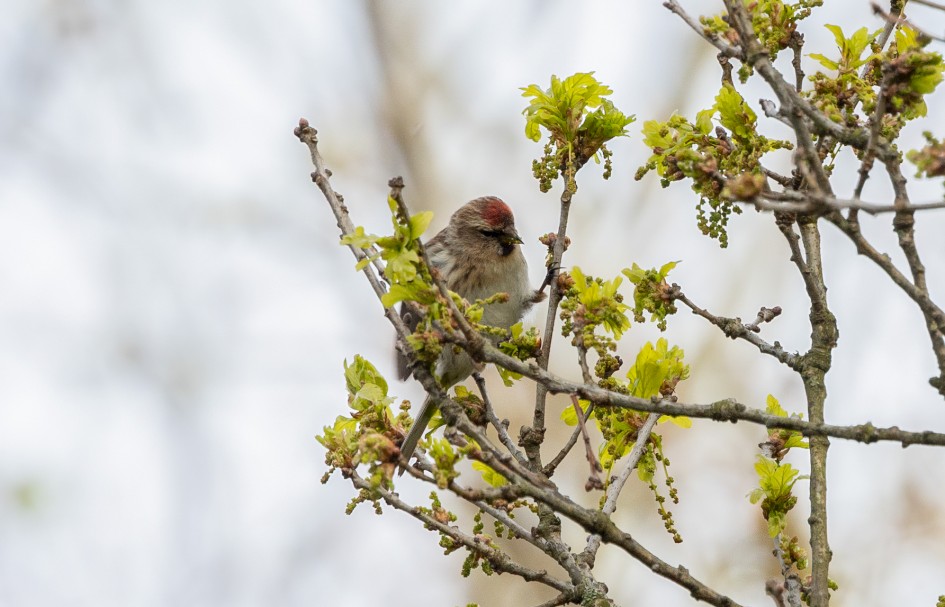 Redpoll, 1/500 sec, f/7.1, 500 mm, ISO 640