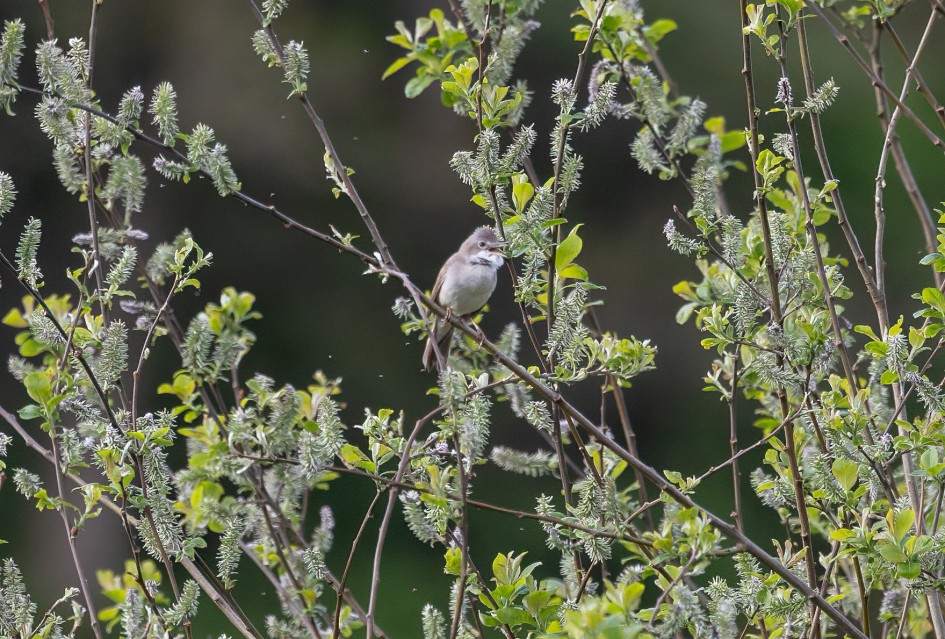 Whitethroat, 1/500 sec, f/7.1, 500 mm, ISO 1000
