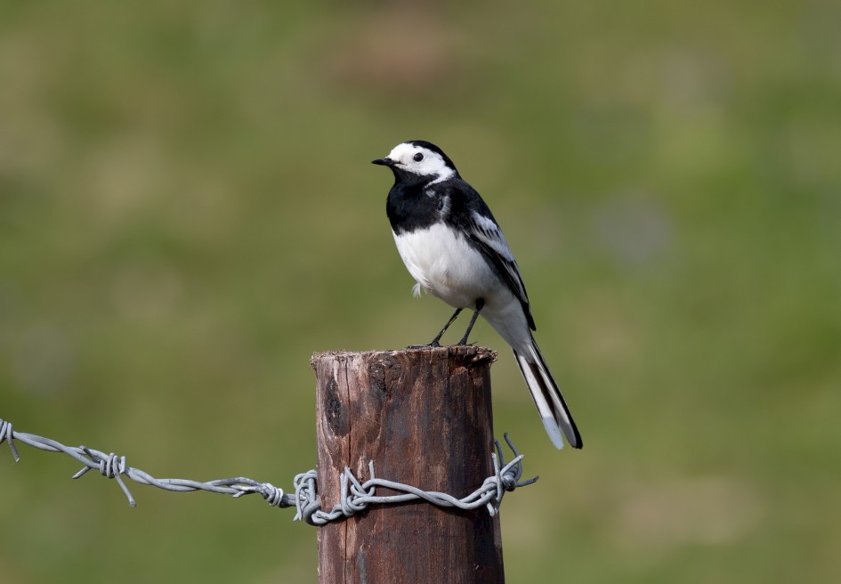Pied Wagtail, 1/640 sec, f/7.1, 500 mm, ISO 250