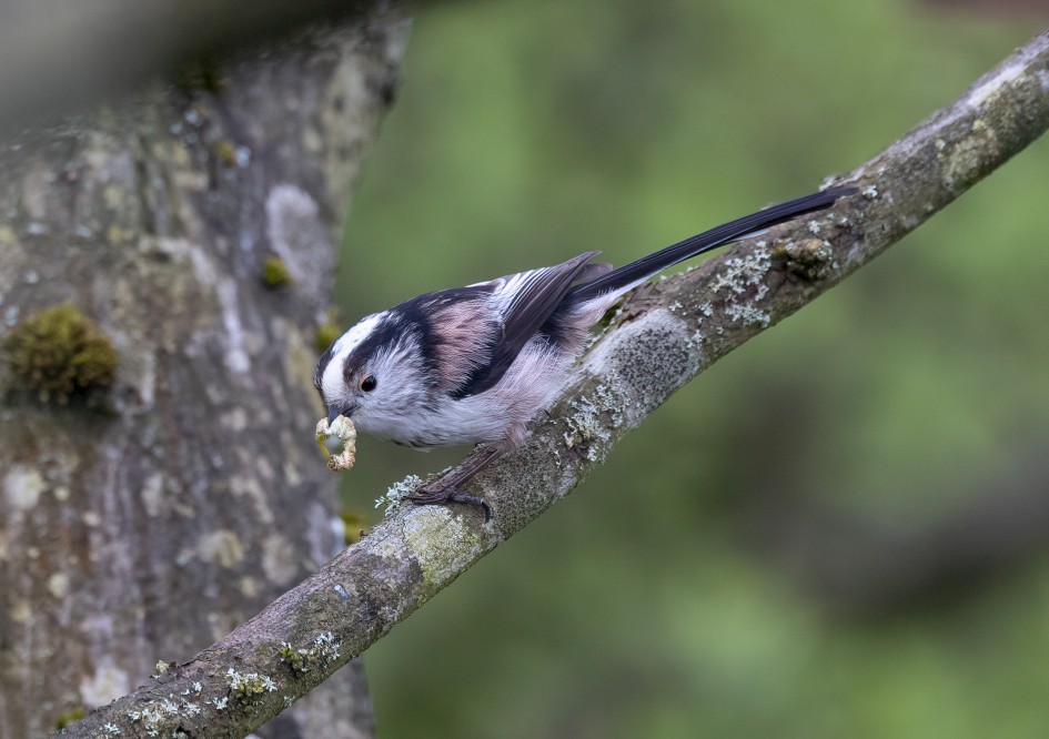 Long-tailed Tit, 1/500 sec, f/7.1, 500 mm, ISO 1600