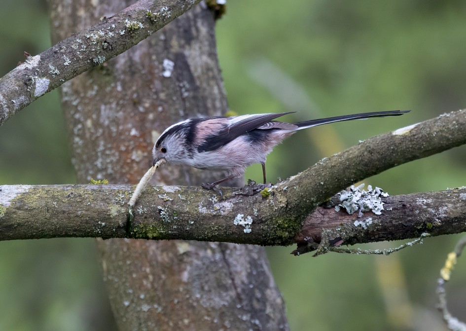 Long-tailed Tit , 1/640 sec, f/7.1, 500 mm, ISO 2000