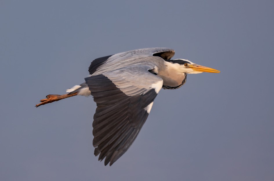 Grey Heron, 1/500 sec, f/7.1, 500 mm, ISO 500