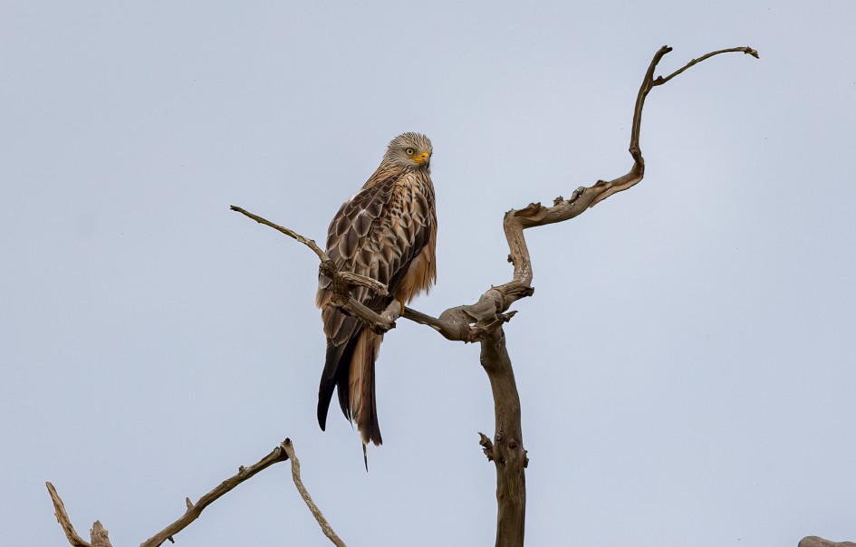 Red Kite, 1/640 sec, f/7.1, 500 mm, ISO 200