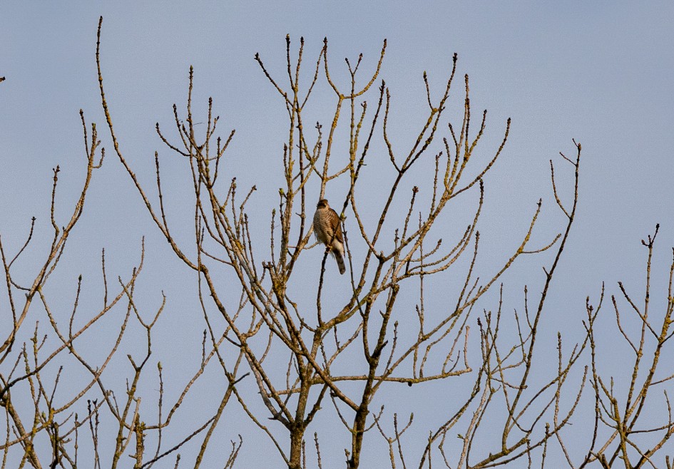 Sparrowhawk, 1/500 sec, f/7.1, 500 mm, ISO 250