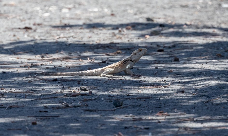 Agami Lizard, 1/2000 sec, f/7.1, 500 mm, ISO 800