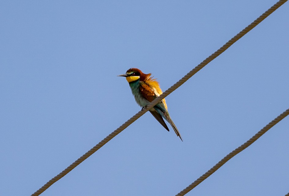 Bee-eater, 1/640 sec, f/7.1, 500 mm, ISO 100