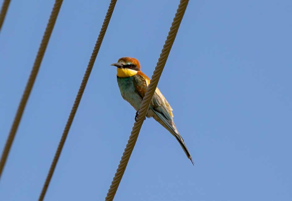 Bee-eater , 1/500 sec, f/7.1, 500 mm, ISO 125