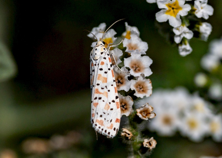 Crimson Speckled, 1/4000 sec, f/7.1, 500 mm, ISO 100