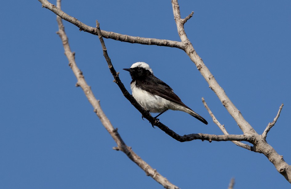 Cyprus Wheatear, 1/2500 sec, f/7.1, 500 mm, ISO 500
