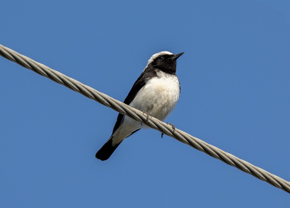 Cyprus Wheatear , 1/500 sec, f/7.1, 500 mm, ISO 160