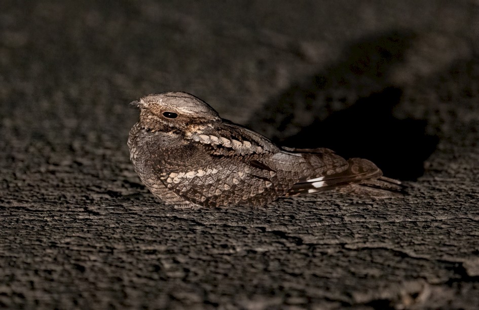 Nightjar, 1/60 sec, f/7.1, 500 mm, ISO 12800