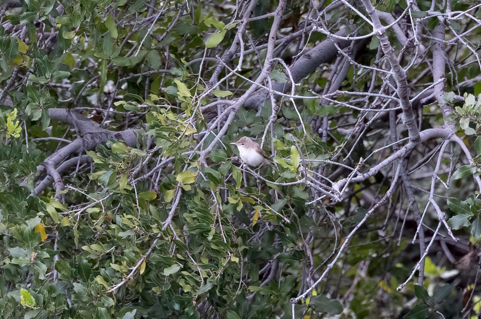 Olivaceous Warbler, 1/500 sec, f/7.1, 500 mm, ISO 5000