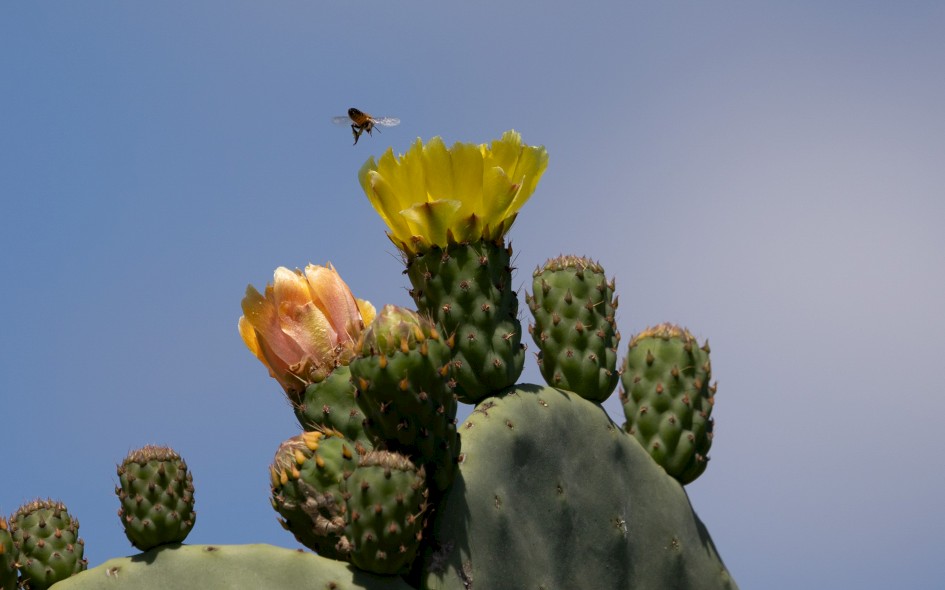 Prickly Pear, 1/2500 sec, f/7.1, 500 mm, ISO 400