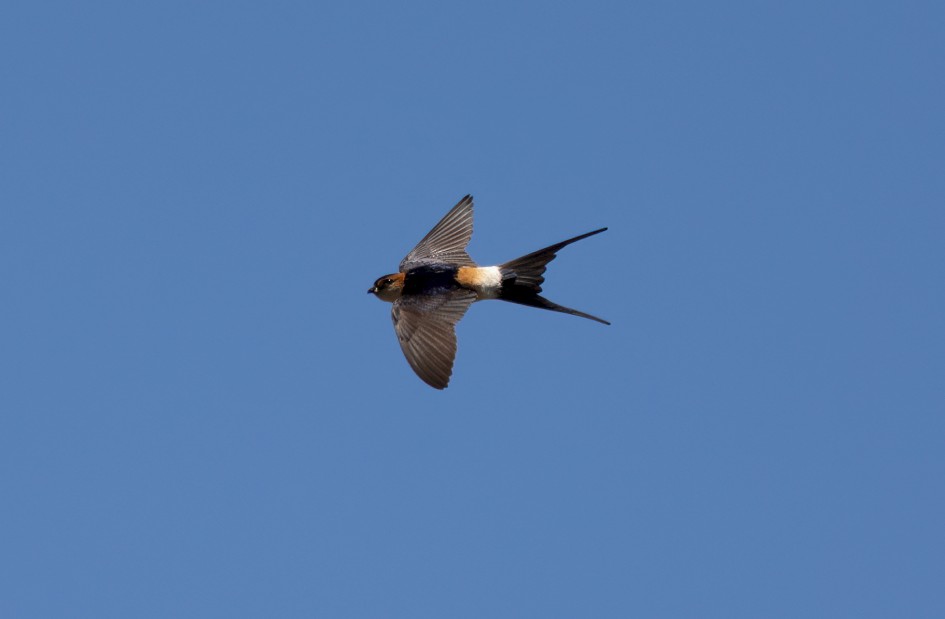 Red-rumped Swallow, 1/2000 sec, f/7.1, 500 mm, ISO 400
