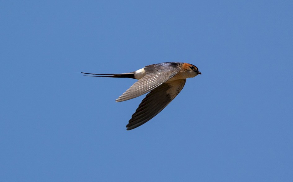 Red-rumped Swallow , 1/2500 sec, f/7.1, 500 mm, ISO 500