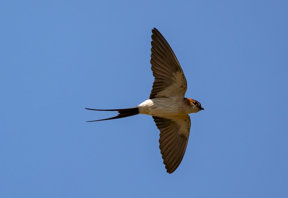 Red-rumped Swallow , 1/2500 sec, f/7.1, 500 mm, ISO 500