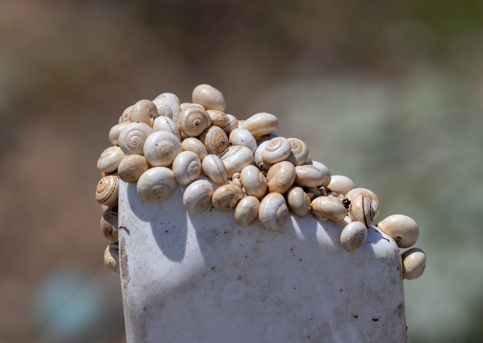 Snail Cluster, 1/2500 sec, f/5.6, 223 mm, ISO 250