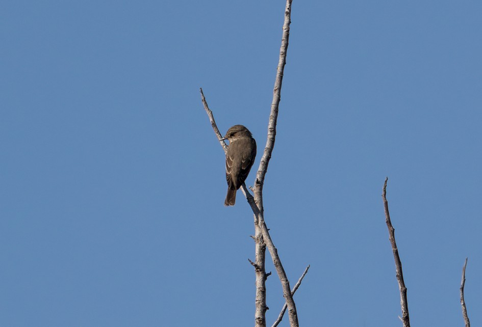 Spotted Flycatcher, 1/2500 sec, f/7.1, 500 mm, ISO 400