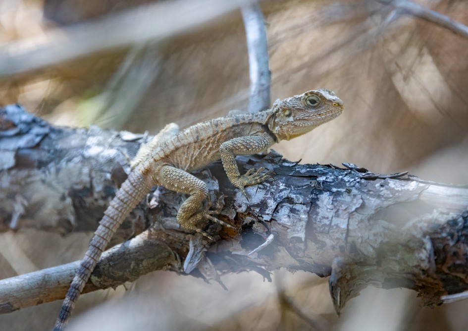 Agami Lizard-, 1/500 sec, f/7.1, 500 mm, ISO 2000