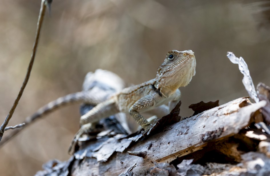 Agami Lizard, 1/500 sec, f/7.1, 472 mm, ISO 2000