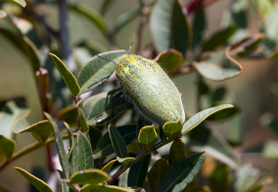 Beetle, 1/500 sec, f/7.1, 500 mm, ISO 200
