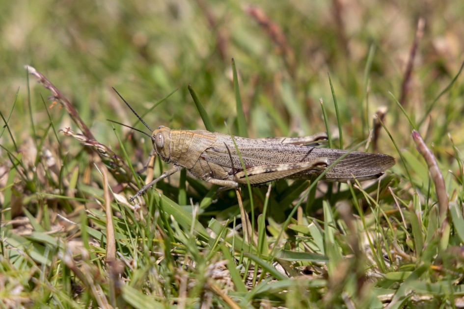 Egyptian Locust, 1/800 sec, f/5.6, 105 mm, ISO 100