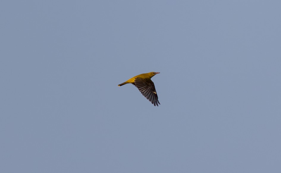 Golden Oriole-, 1/800 sec, f/7.1, 500 mm, ISO 100