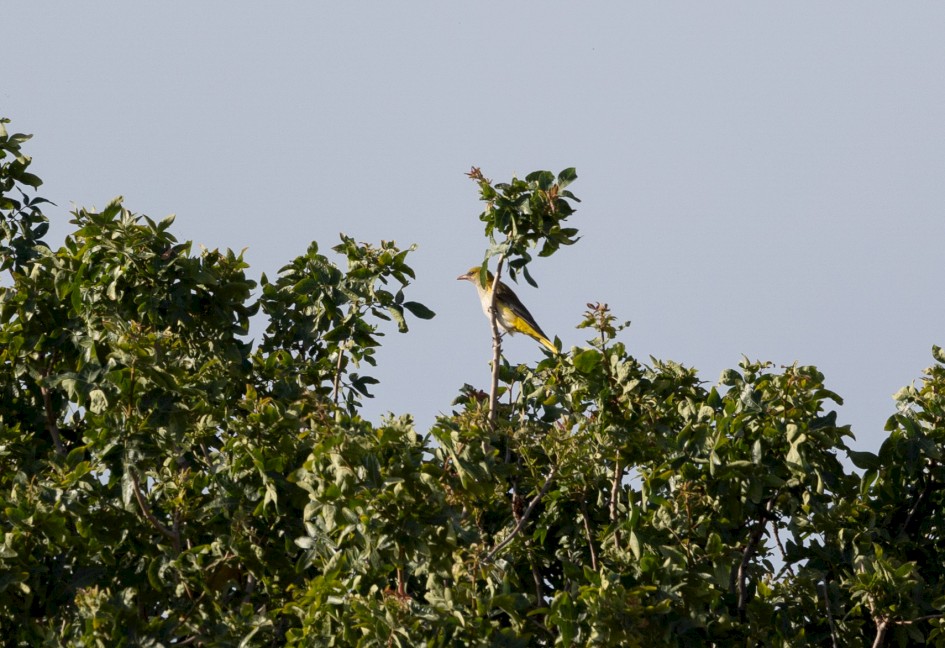 Golden Oriole, 1/500 sec, f/7.1, 500 mm, ISO 125