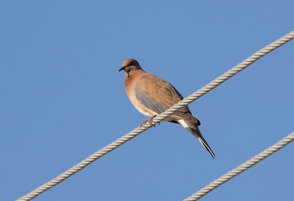 Laughing Dove, 1/500 sec, f/7.1, 500 mm, ISO 200
