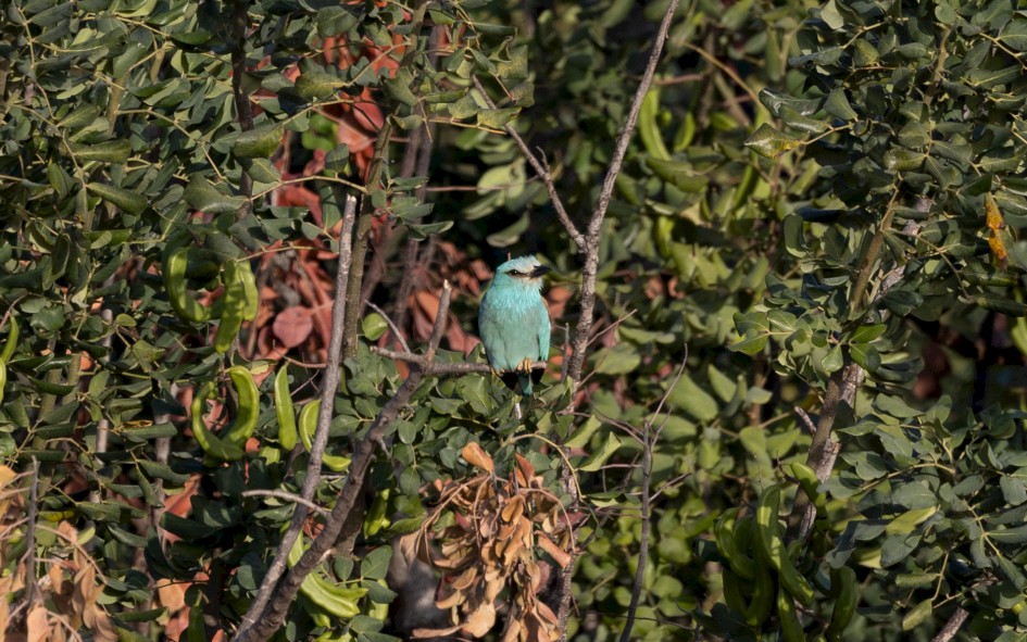 Roller, 1/500 sec, f/7.1, 500 mm, ISO 250
