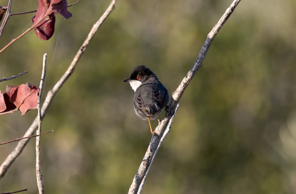 Sardinian Warbler-, 1/500 sec, f/7.1, 500 mm, ISO 400