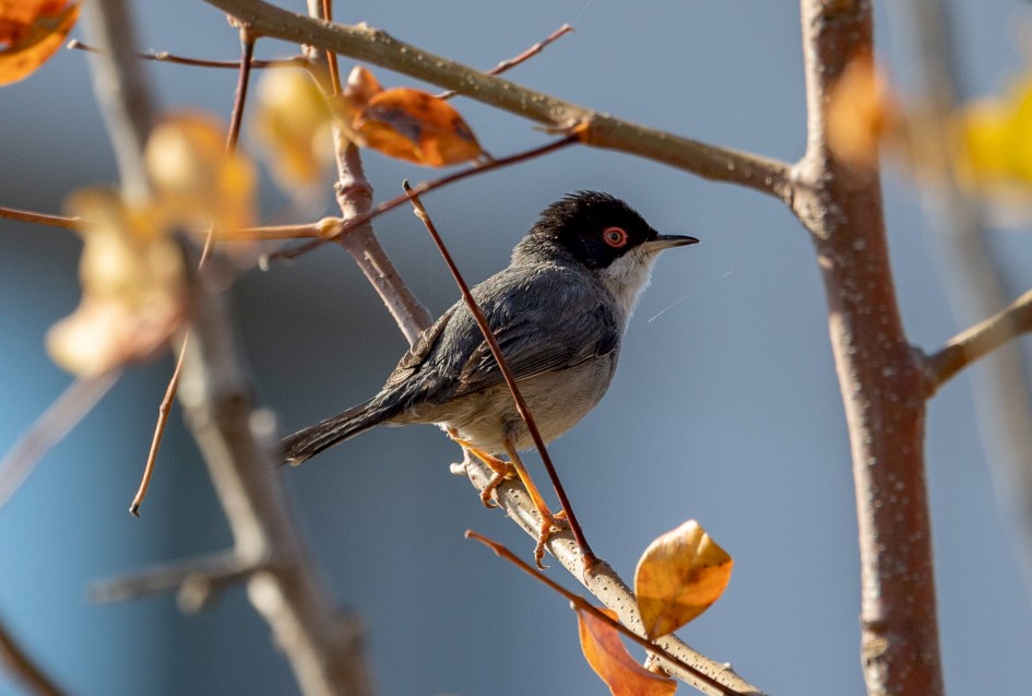 Sardinian Warbler, 1/500 sec, f/7.1, 500 mm, ISO 320