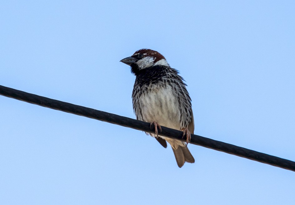 Spanish Sparrow, 1/500 sec, f/7.1, 500 mm, ISO 500