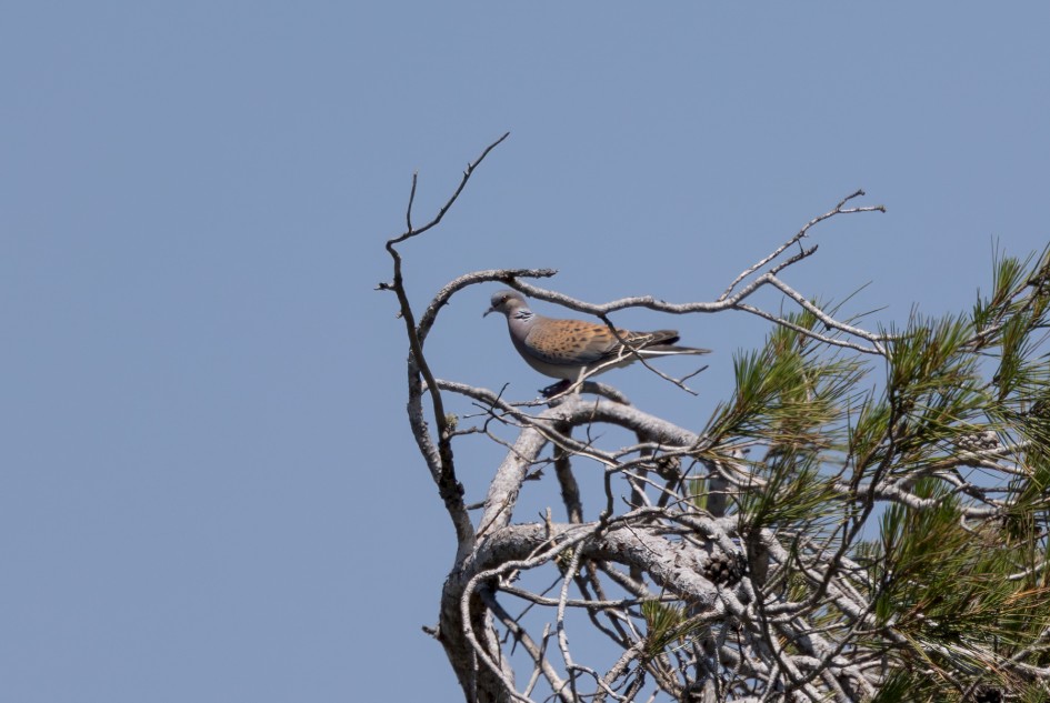 Turtle Dove, 1/640 sec, f/7.1, 500 mm, ISO 100