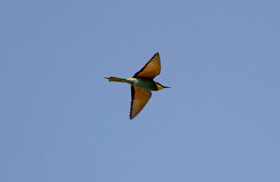 Bee-eater , 1/2000 sec, f/7.1, 500 mm, ISO 640