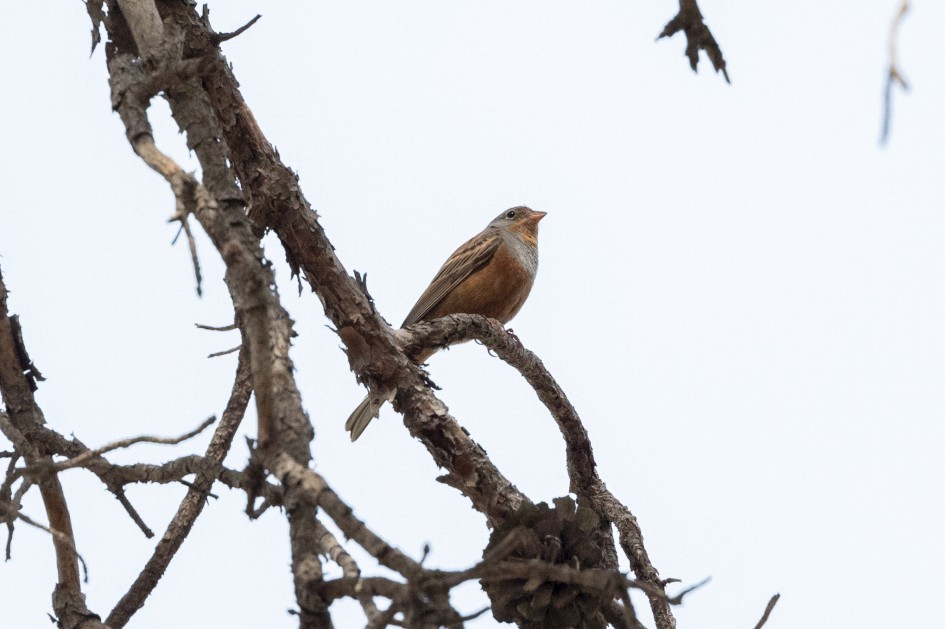 Cretzchmars Bunting, 1/2500 sec, f/7.1, 500 mm, ISO 4000