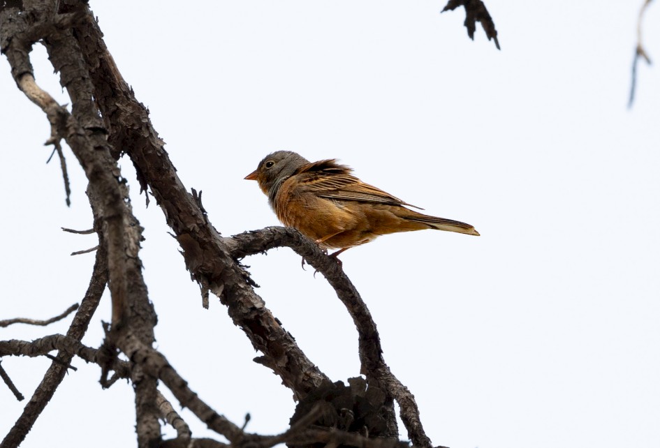 Cretzchmars Bunting , 1/640 sec, f/7.1, 500 mm, ISO 640