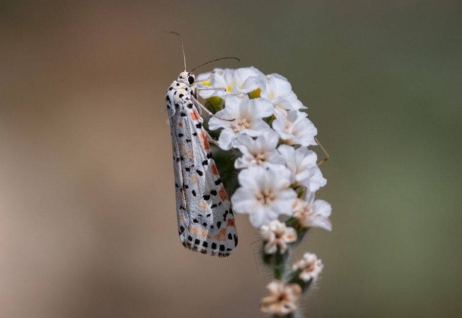 Crimson Speckled, 1/2500 sec, f/7.1, 500 mm, ISO 320