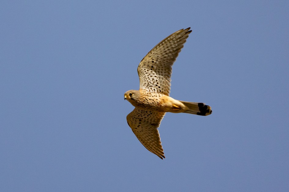 Kestrel, 1/2500 sec, f/7.1, 500 mm, ISO 500