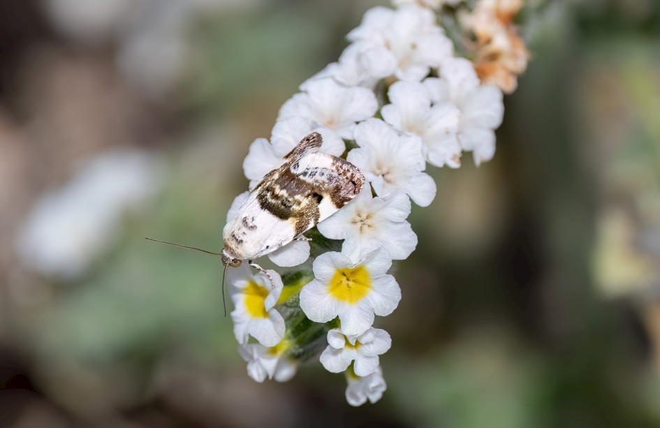 Pale Shoulder, 1/2000 sec, f/7.1, 500 mm, ISO 320