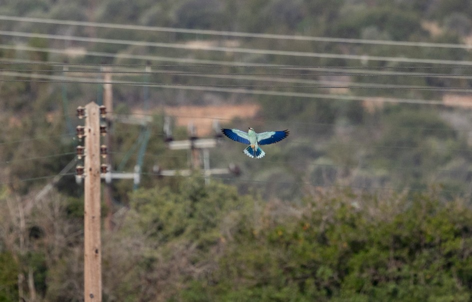 Roller , 1/2000 sec, f/7.1, 500 mm, ISO 640